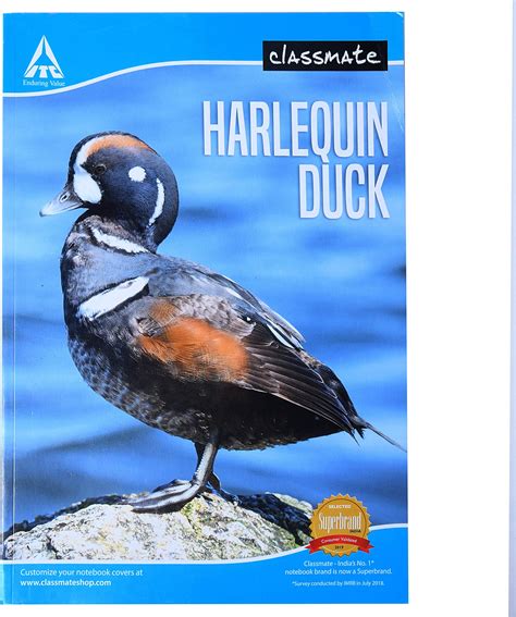 Classmate Soft Bound Longbook 297 X 210 Single Line 228 Pgs : Amazon.in ...