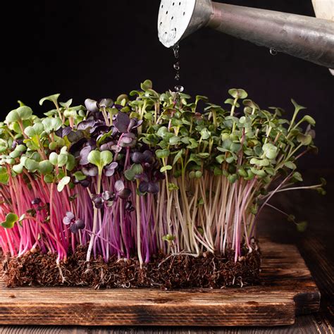 The Ultimate Guide to Growing Your Own Microgreens at Home - Home ...