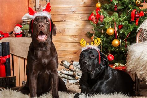Christmas Paw-ty - Abergele ?, PetPlace, Prestatyn, 7 December 2023 ...
