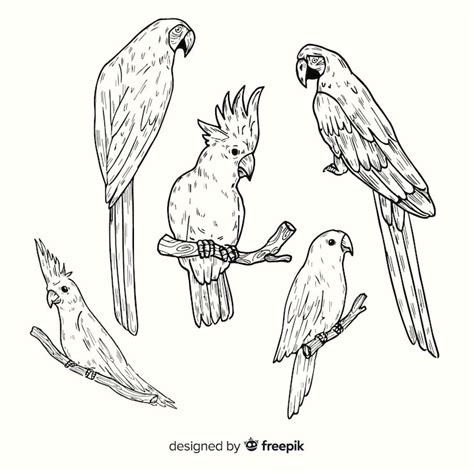 Cockatiel drawing simple Images - Free Download on Freepik