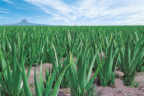 HOW TO GROW ALOE VERA |The Garden of Eaden