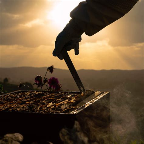 Image result for Spring Beekeeping