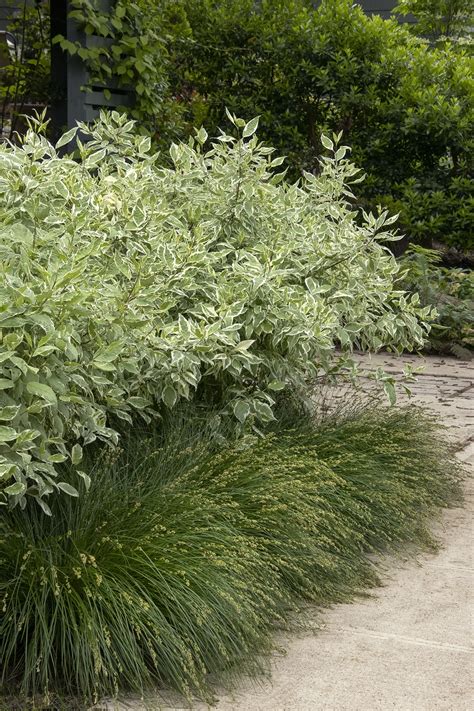 Variegated Dogwood Shrub Cornus Alba Sibirca 'Miracle' Red Stemmed