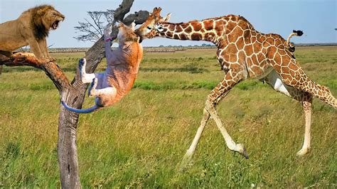 Giraffes Fighting Lions The Giraffe Neck Evolved For Sexual Combat