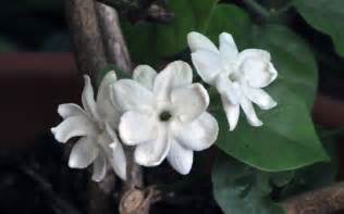 Ornamental Shrubs for Landscaping | Kumaran Nursery Garden Vadipatti ...