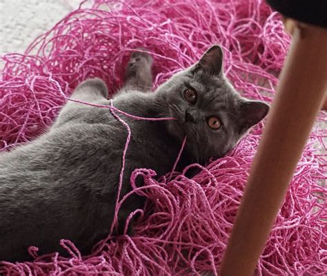 How to Deal with Common Cat Behaviour Problems – Wagr Petcare
