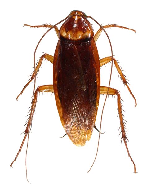 Orion Pest Solutions