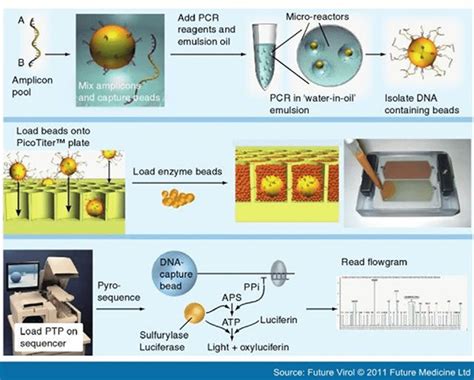 454 Pyrosequencing Steps 的图像结果