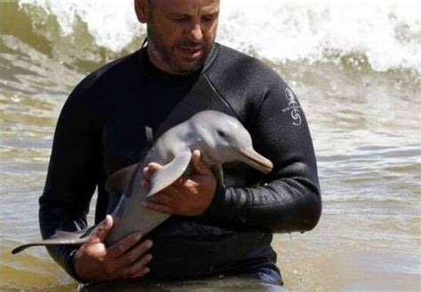 Dolphin Intelligence 的图像结果