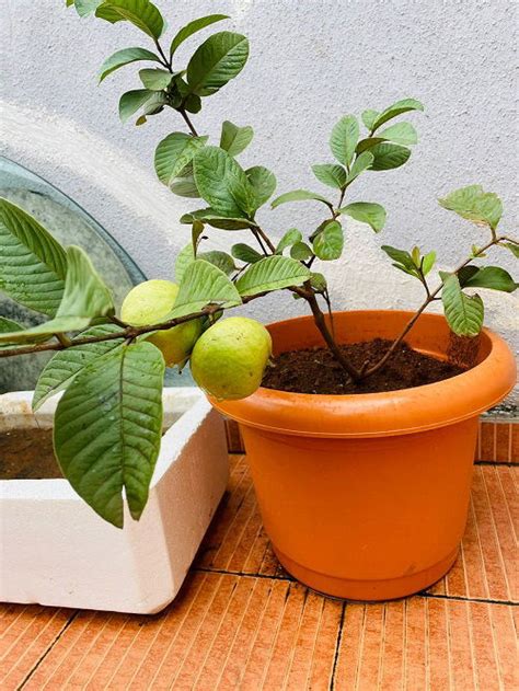Image result for Planting Guava Tree