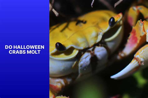 Understanding Halloween Crab Molting: A Comprehensive Guide