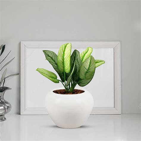 Lasaki Cloud Apple Medium White Ceramic Pots for Indoor Plants ...