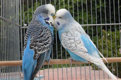 Criadero Cotorras Australianas: Mis Periquitos Preparándose Para Esta ...