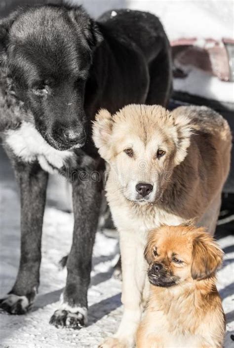 三条狗的图片 - 趣表情,一个充满欢乐的表情包乐园