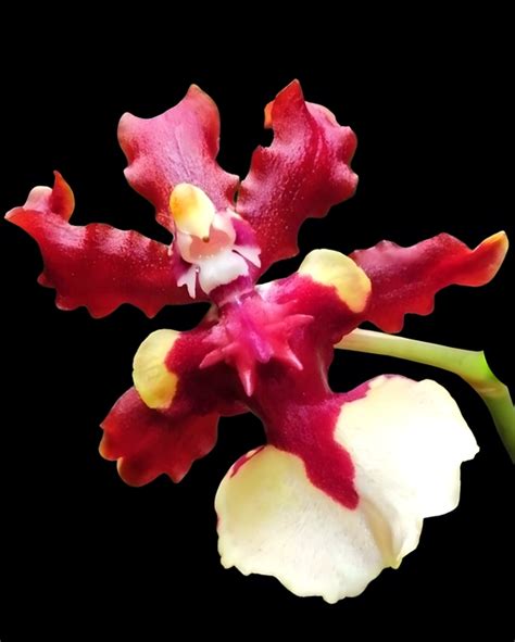 Divine Blossoms Orchid Boutique - Online Store
