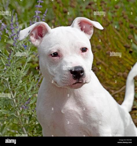 White staffordshire bull terrier hi-res stock photography and images ...