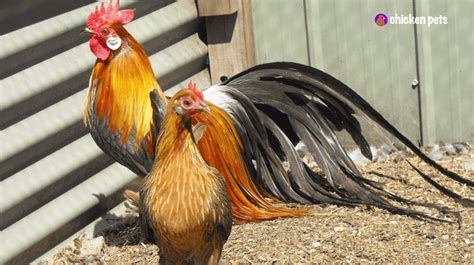 Phoenix Chicken Breed. What is it? - Chicken Pets