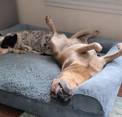 Leroy McCoy is here for weird sleeping positions : r/AustralianCattleDog