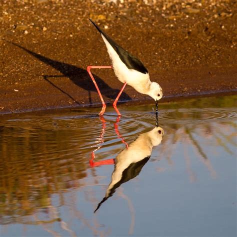 Image result for Bird Exploding Drinking Elcsta Water