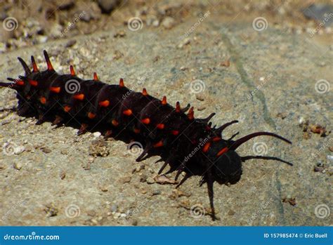 Pipevine Swallowtail Caterpillar Stock Photo - Image of black, closup ...