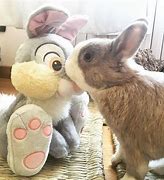 Image result for Pictures of Best Friend Bunnies