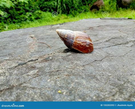 Image result for Gary Shell Side