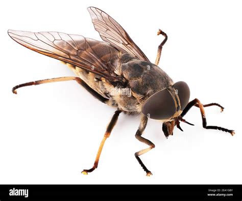 Image result for Bot Fly Insect