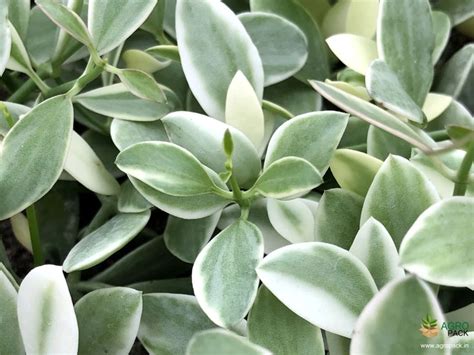Dischidia Oiantha Variegata Plant For Sale In India | Online plant nursery