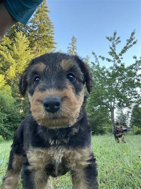 Seaquest Airedales in Washington | Airedale Terrier puppies | Good Dog