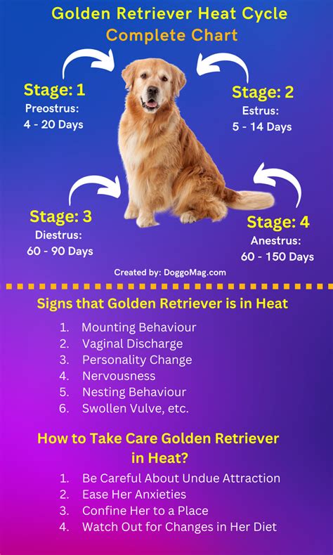When Do Dogs Go Into Heat Golden Retriever at Jake Burdekin blog