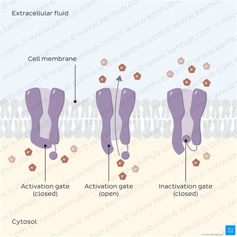 Voltage-gated ion channels: Structure, types and function | Kenhub