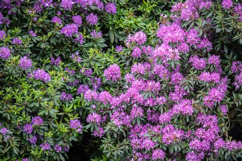 30 Best Evergreen Shrubs - Evergreen Flowering Bushes