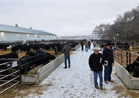 Schaff Angus Valley 121st Production Sale | TSLN.com