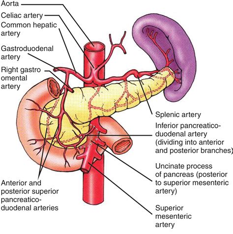 Vascular System - Clinical Tree