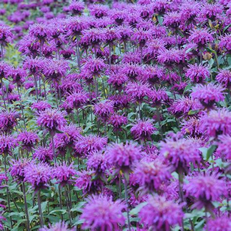 Bee Balm "Balmy Purple" (Monarda) | Two Live Plants | Non-GMO, Hardy F ...