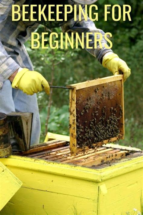 Beekeeping Tutorial 的图像结果