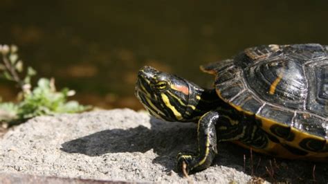 The Definitive Guide to Turtle Tanks (Setup Ideas, Filters, Heaters and More) | Fishkeeping World