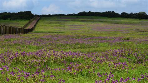 Kaas Plateau: Perfect Romantic Getaway At Maharashtra's Valley Of ...