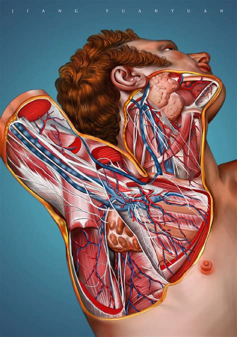 医学 的图像结果