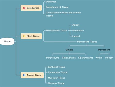 Draw flowchart of tissues present in plant and animal in the chart ...