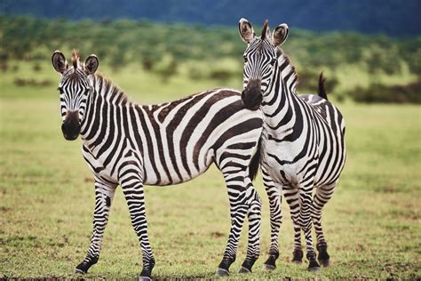 Are Zebras Horses? 11 Facts About Zebras and Horses - Helpful Horse Hints