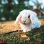 Image result for Baby Bunnies in the Garden