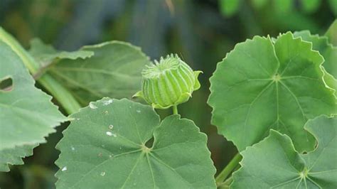Discover the Remarkable Medicinal Benefits of Thuthi Leaves | ’மூலத்தை ...