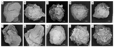 Effect of Callus Cell Immobilization on the Textural and Rheological ...
