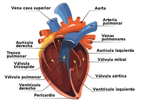 Cómo funciona el corazón. Un repaso a la anatomía del corazón ...