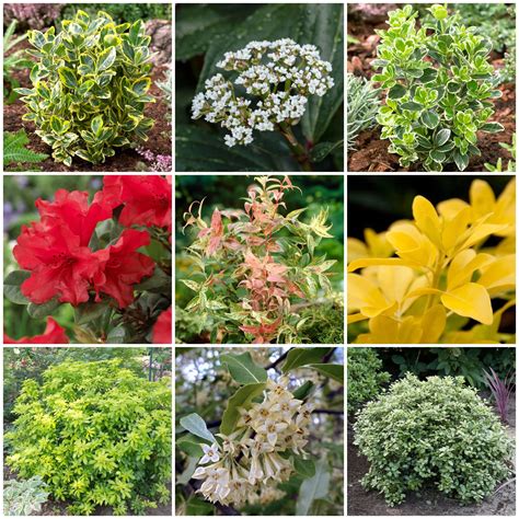 Native Evergreen Shrubs Native Evergreens – American Beauties Native