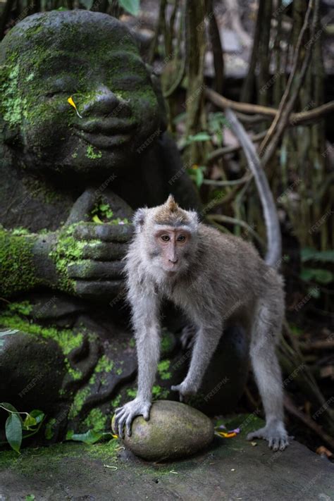 Vertical shot of a cute monkey in a rainforest in bali | Premium Photo