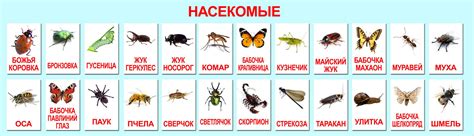 Разновидности Насекомых Фото И Названия — Mixyfotos.ru