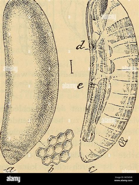 Rocky mountain locust hi-res stock photography and images - Alamy