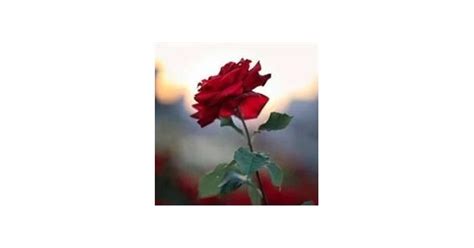 Ms. Lillie Jane Hollis Obituary (2025) - Scottsboro, AL - Scottsboro ...